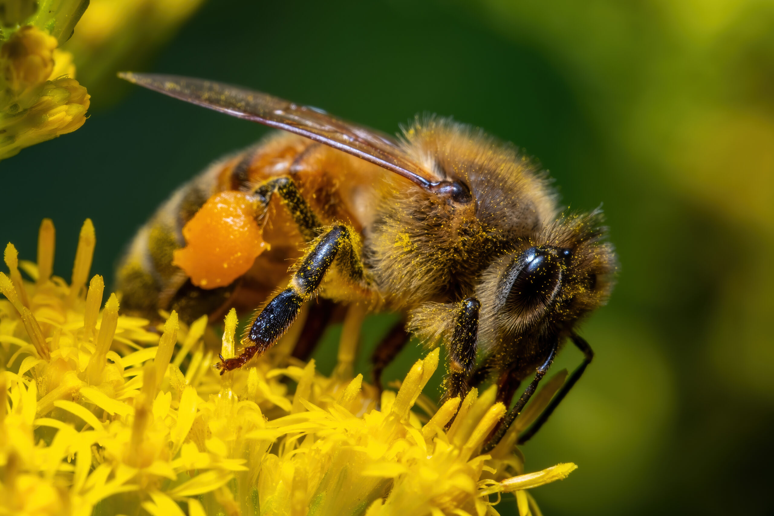 A Western Honeybee (Apis, Mellifera) is q;uite busy amid the goldenrod.