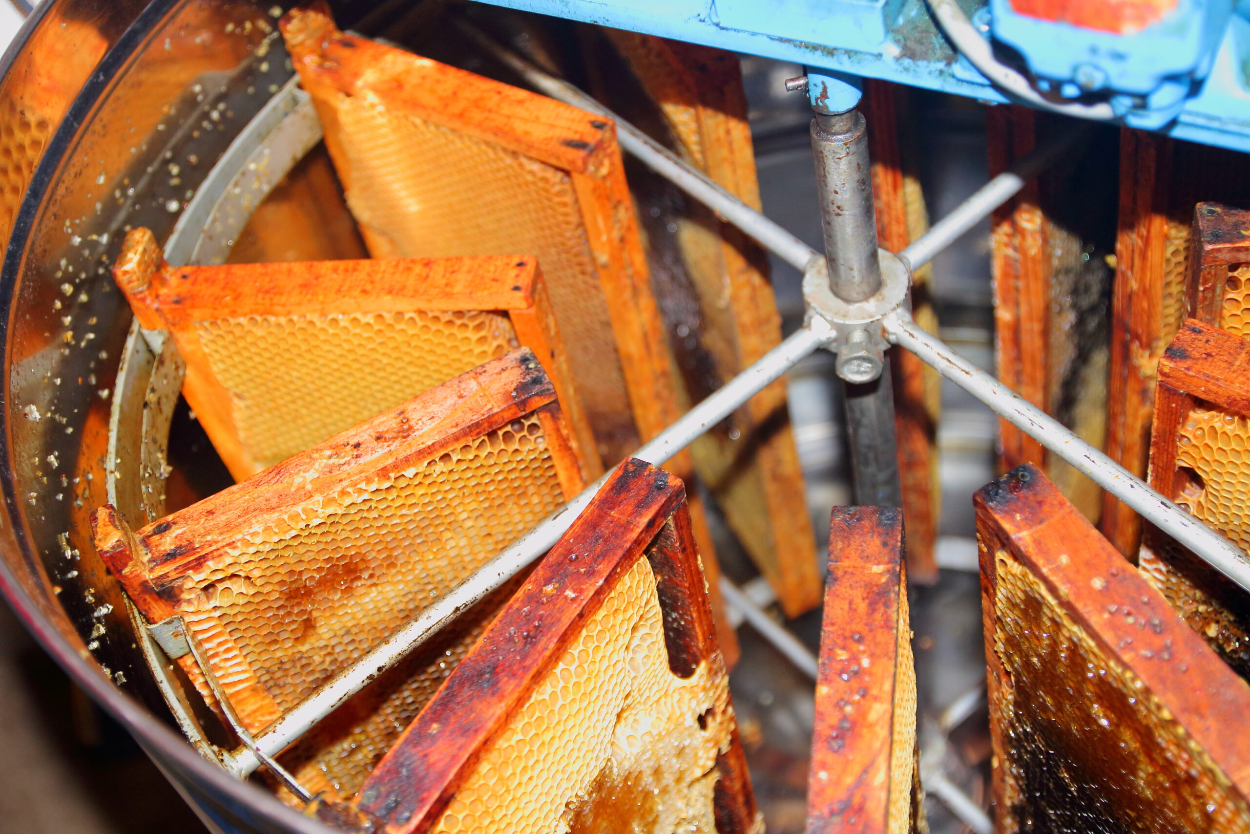 Beekeeper's machine in apiary, honey extractor from wooden frame honeycomb, expulsing honey in barrel with centrifuge force.