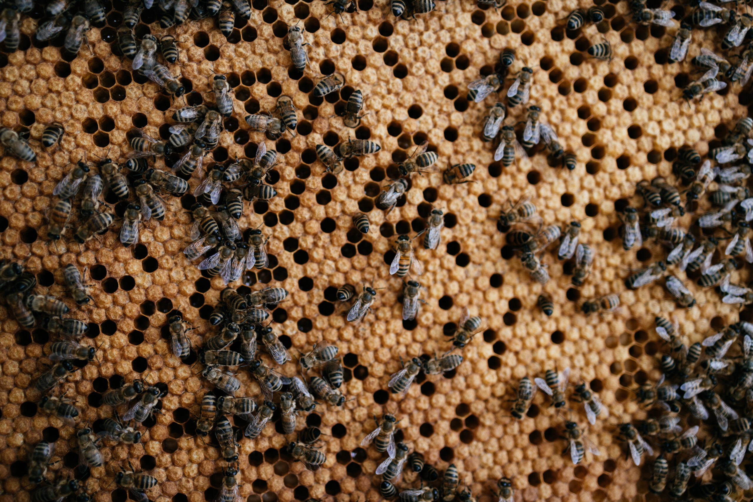 A cluster of honeybees actively working on a honeycomb within a beehive, showcasing collaboration, pollination, and honey production in a natural environment.