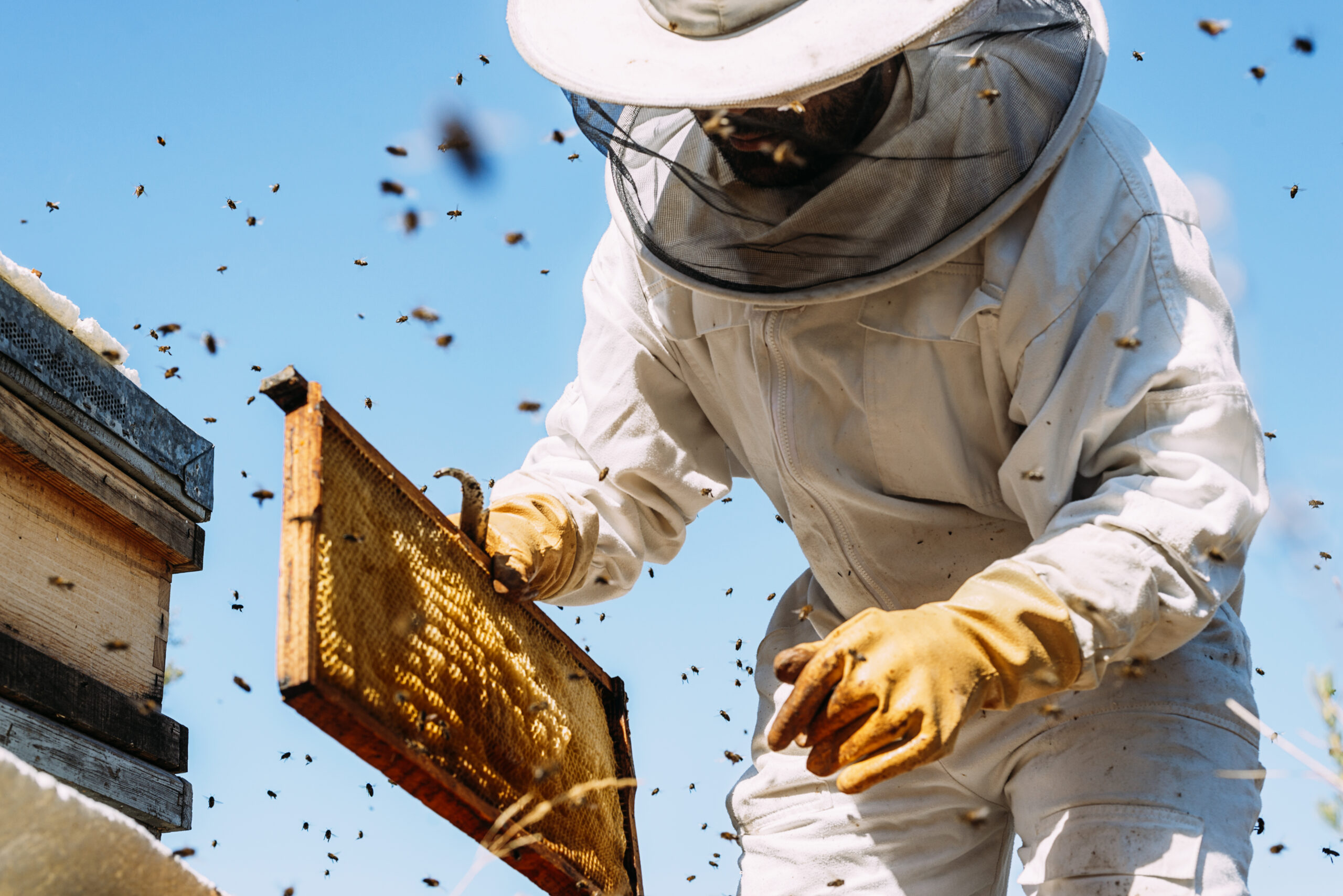Beekeeper working collect honey. Beekeeping concept.