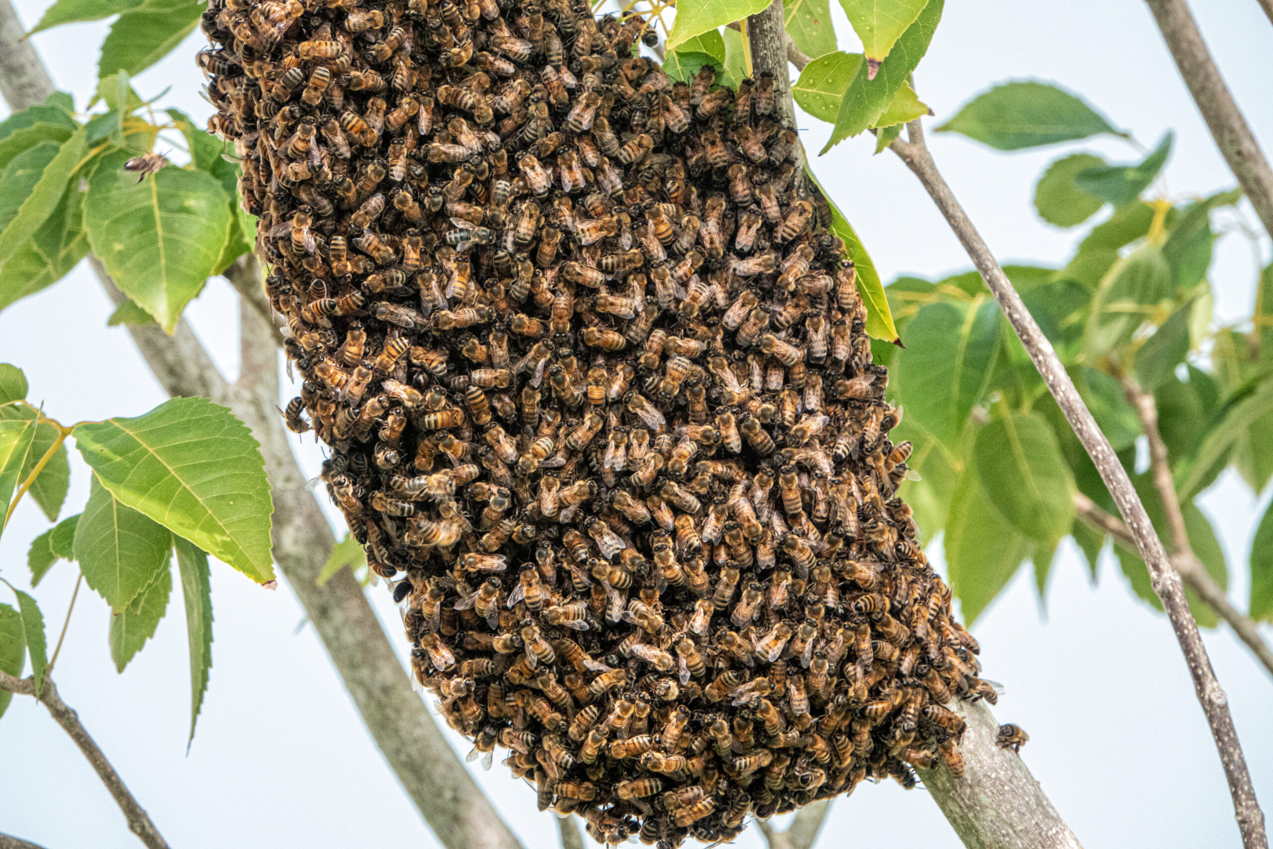 Honeybee swarm in central Florida